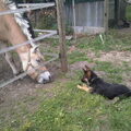 Duitse Herder
