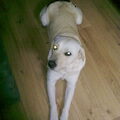 Labrador