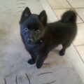 Schipperke
