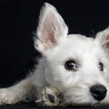 West Highland White Terrier