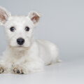 West Highland White Terrier