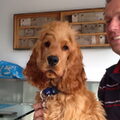 Engelse Cocker Spaniel