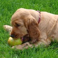 Engelse Cocker Spaniel