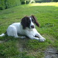 Engelse Springer Spaniel