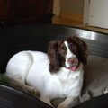 Engelse Springer Spaniel