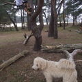 Labradoodle