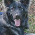 Shiloh Shepherd