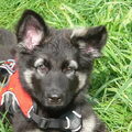 Shiloh Shepherd