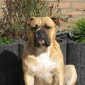 Old English Bulldog