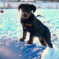 Beauceron