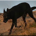 American Indian Dog