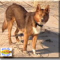 American Indian Dog