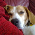 Beagle