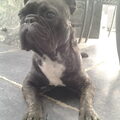 Franse Bulldog