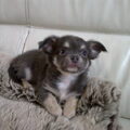 Chihuahua