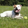 Staffordshire Bull Terrier