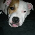 Staffordshire Bull Terrier