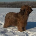briards 