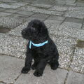 Labradoodle