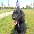 Labradoodle