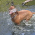 Vizsla (Hongaarse staande hond)