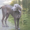 Weimaraner