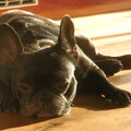 Franse Bulldog