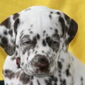 Dalmatische hond