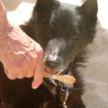 Schipperke