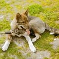 Laika, West Siberische