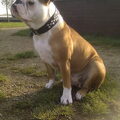 Old English Bulldog