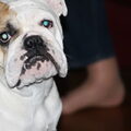 Engelse Bulldog