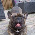 Franse Bulldog
