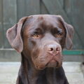 Labrador