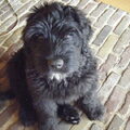 Bouvier