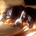 Berner Sennenhond