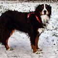 Berner Sennenhond