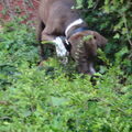 American Staffordshire Terrier