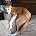 Japanse Akita
