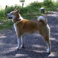 Japanse Akita
