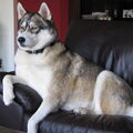 Siberische Husky