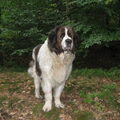 Mastin del Pirineo