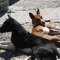 Basenji