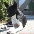 Basenji