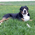 Grote Zwitserse Sennenhond