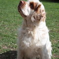 Clumber Spaniel