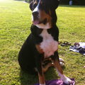 Grote Zwitserse Sennenhond