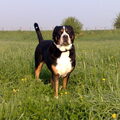 Grote Zwitserse Sennenhond
