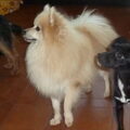 Keeshond, Klein