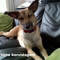 Mechelse Herder